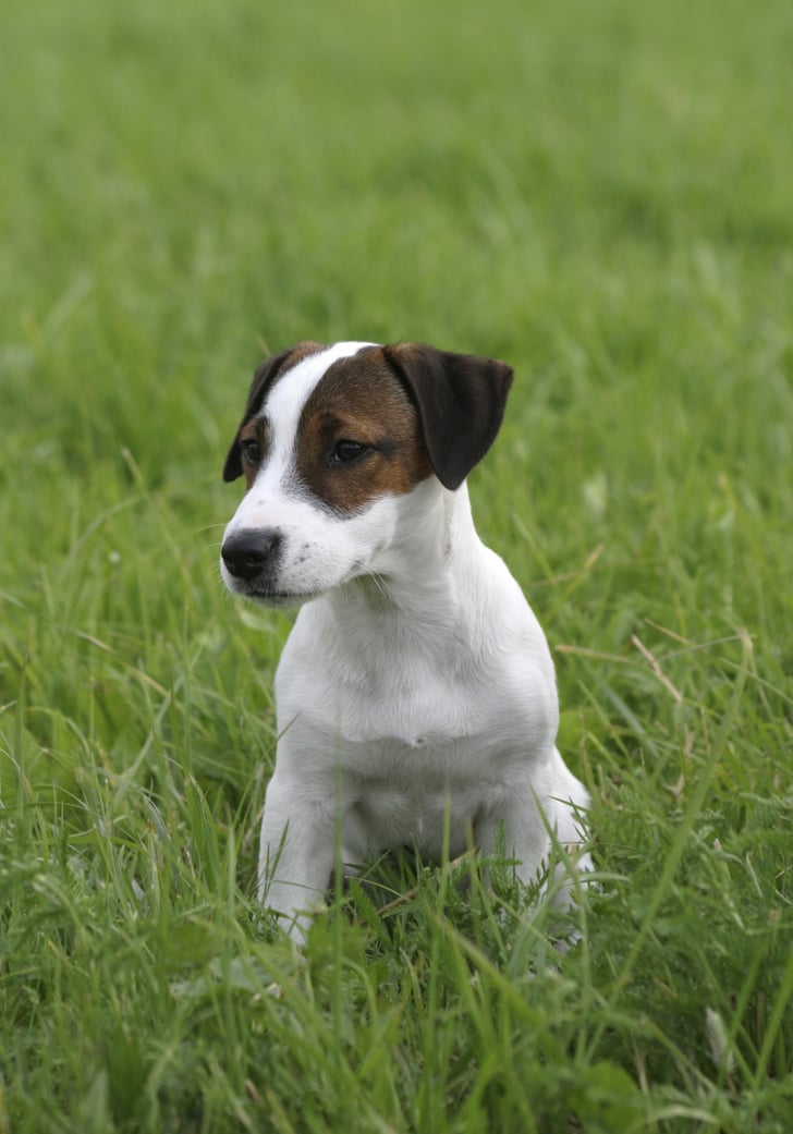 Button Ears Pictures Of Common Ear Shapes For Dogs