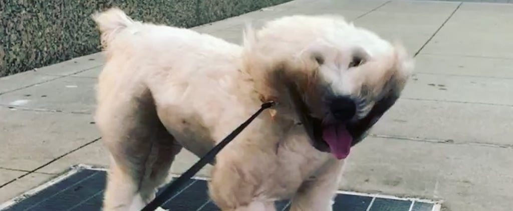 Video of Dog Standing Over Sidewalk Grate