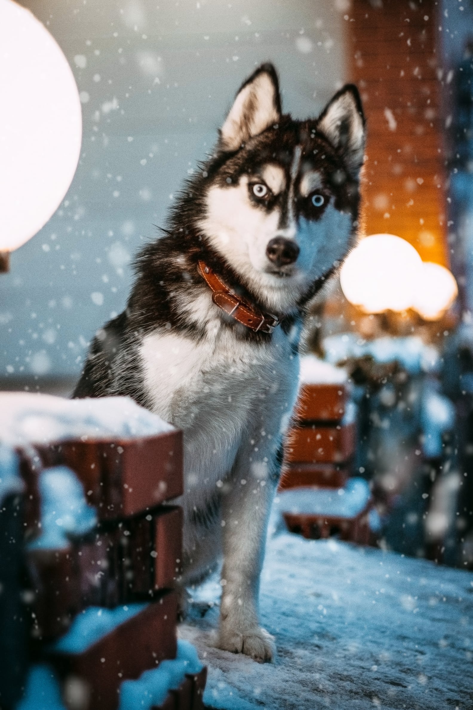 Cute Pictures of Huskies | PS Pets