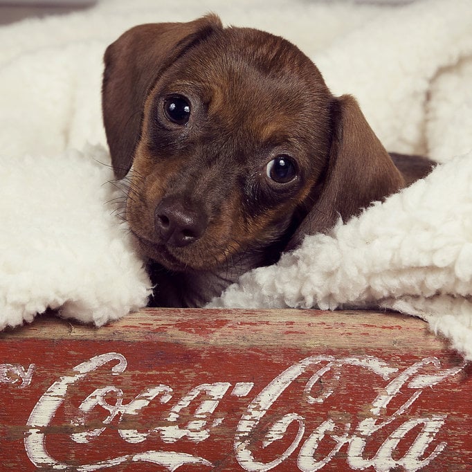 Advertising cuteness or advertising Coca-Cola?
Source: Flickr user latteda