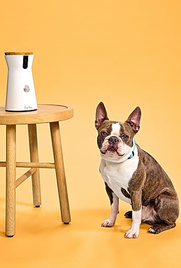 Best Selling Pet Products on Amazon