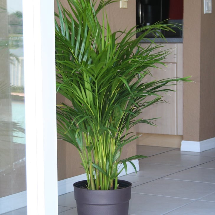 Delray Plants Butterfly Palm Plants on Amazon POPSUGAR Family Photo 10