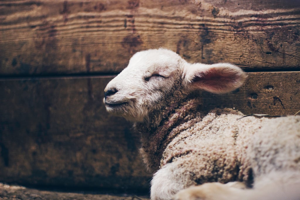 This lamb, who is very content with his life choices.