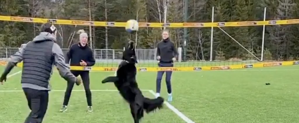 Watch This Video of a Dog Playing Volleyball With Humans