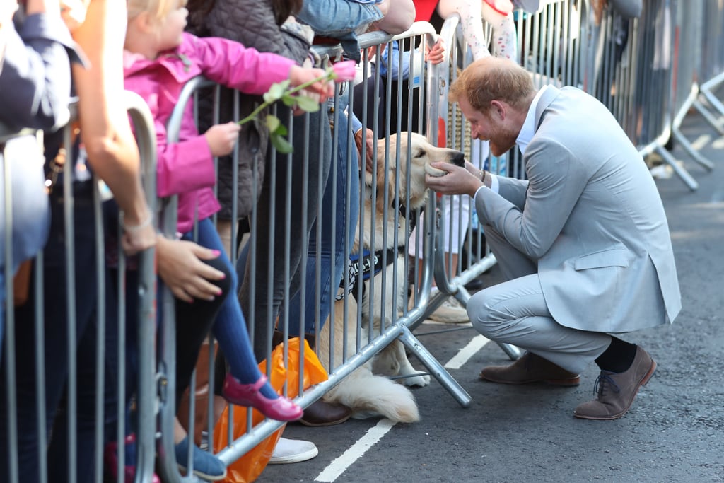 Prince Harry Petting Dogs in Sussex October 2018