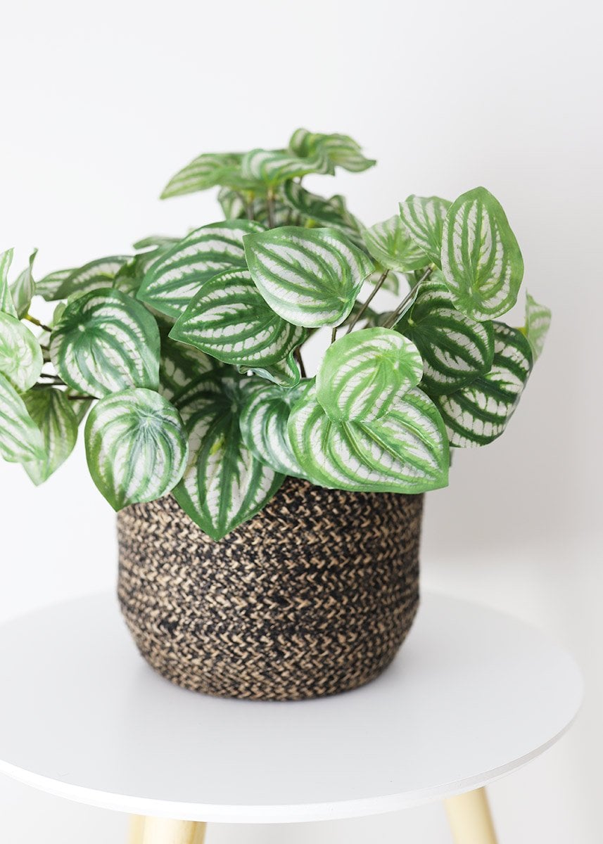 Peperomia Green Plant We Re Not Kitten Around These 25