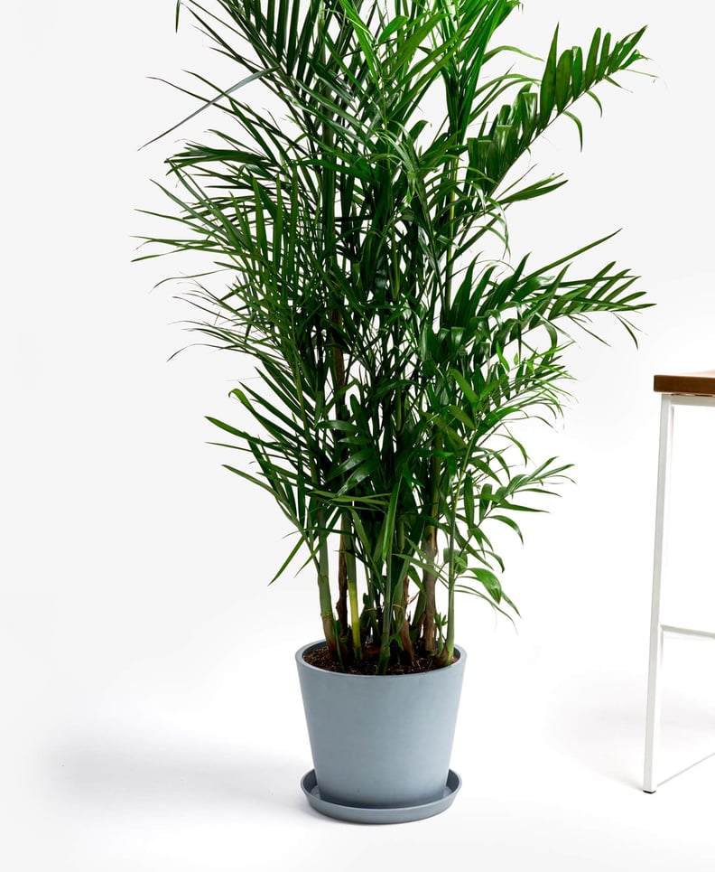 Potted Bamboo Palm Indoor Plant