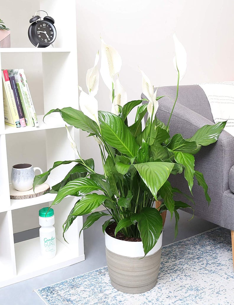 Peace Lily