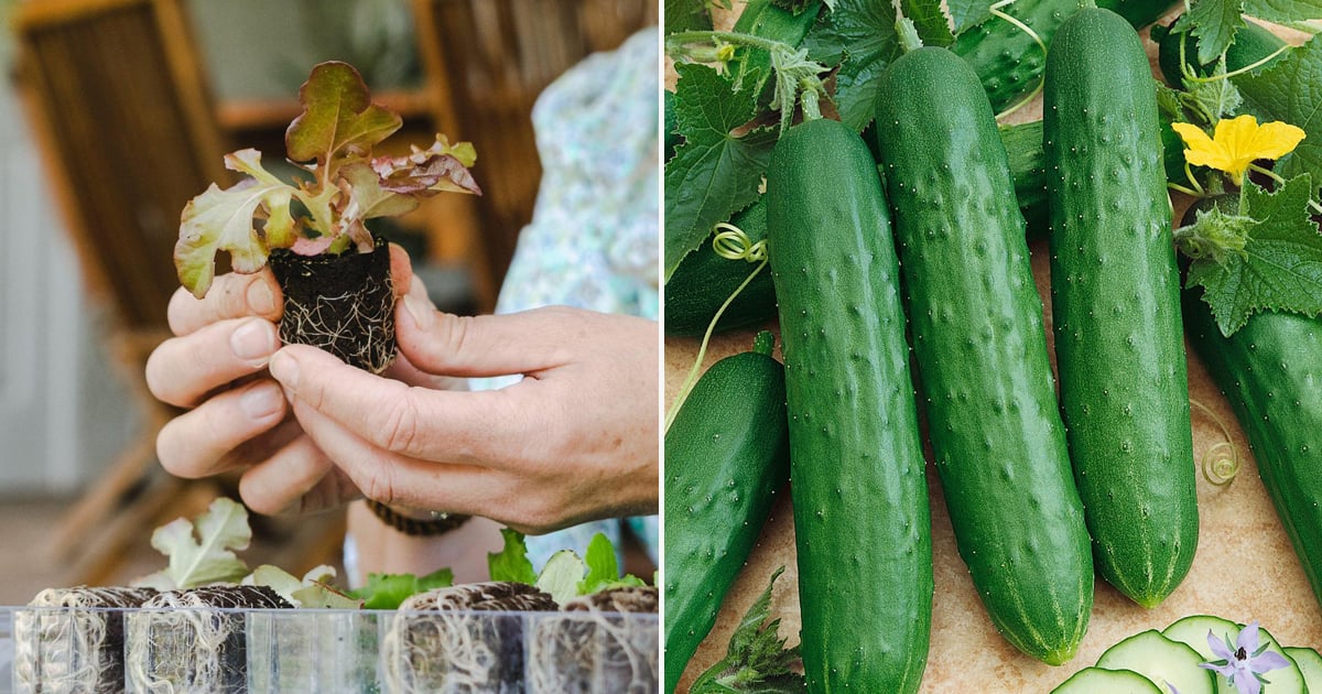 Where to Order Vegetable Plants Online For Delivery POPSUGAR Home