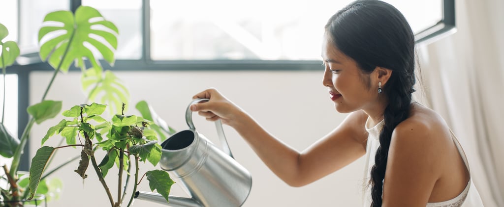 Plants That Reduce Humidity
