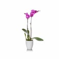 Revitalize Your Home in Just 48 Hours With Trendy Houseplants on Amazon Prime