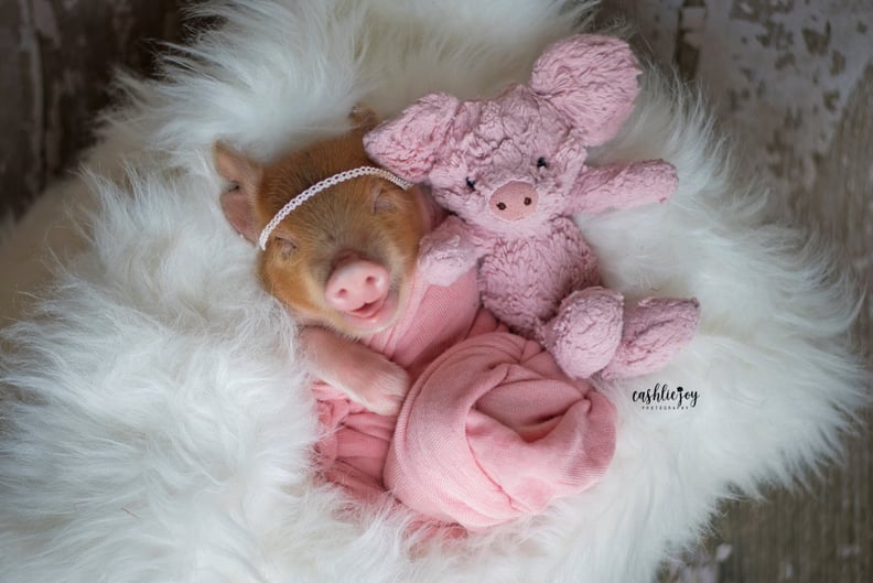 Photos of Dynamite the Baby Piglet