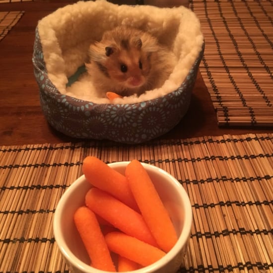 Girl Buys Tiny Bed For Her Hamster