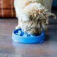 If Your Dog Eats Like They'll Never See Food Again, These Are the Best Slow Feeders on Amazon