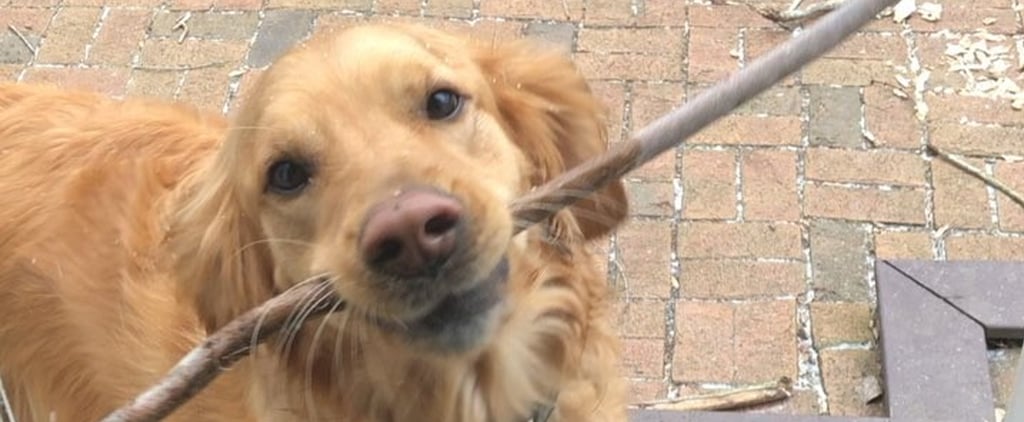 Video of Golden Retriever Trying to Get Inside With a Stick