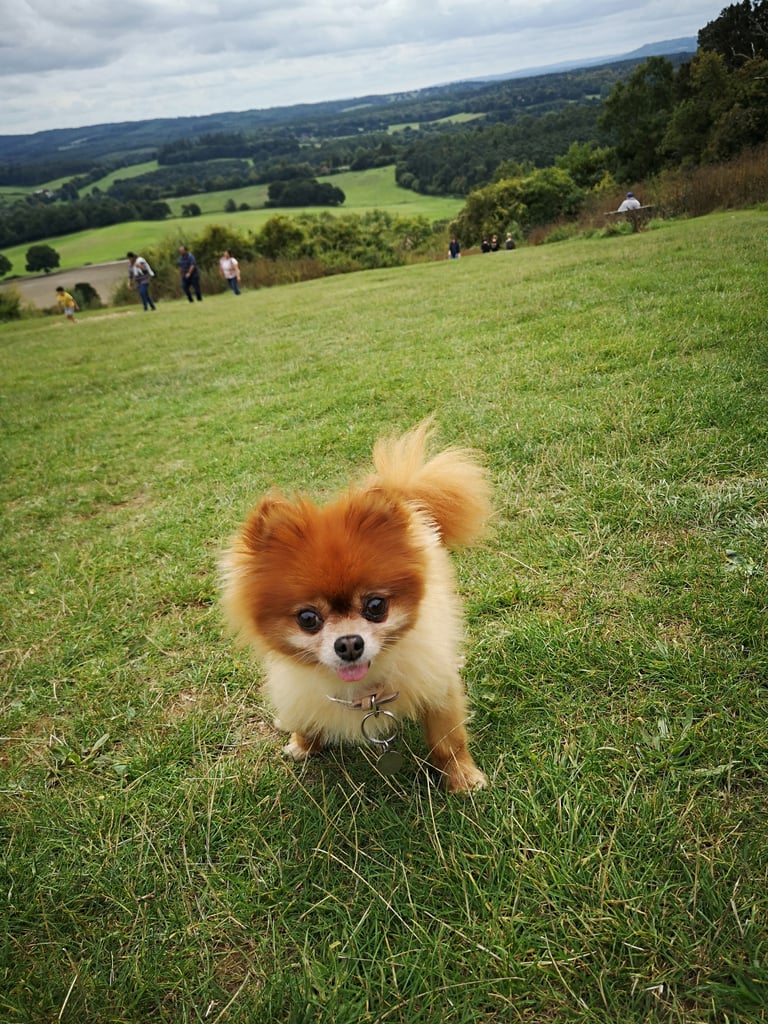 Cute Pomeranian Pictures