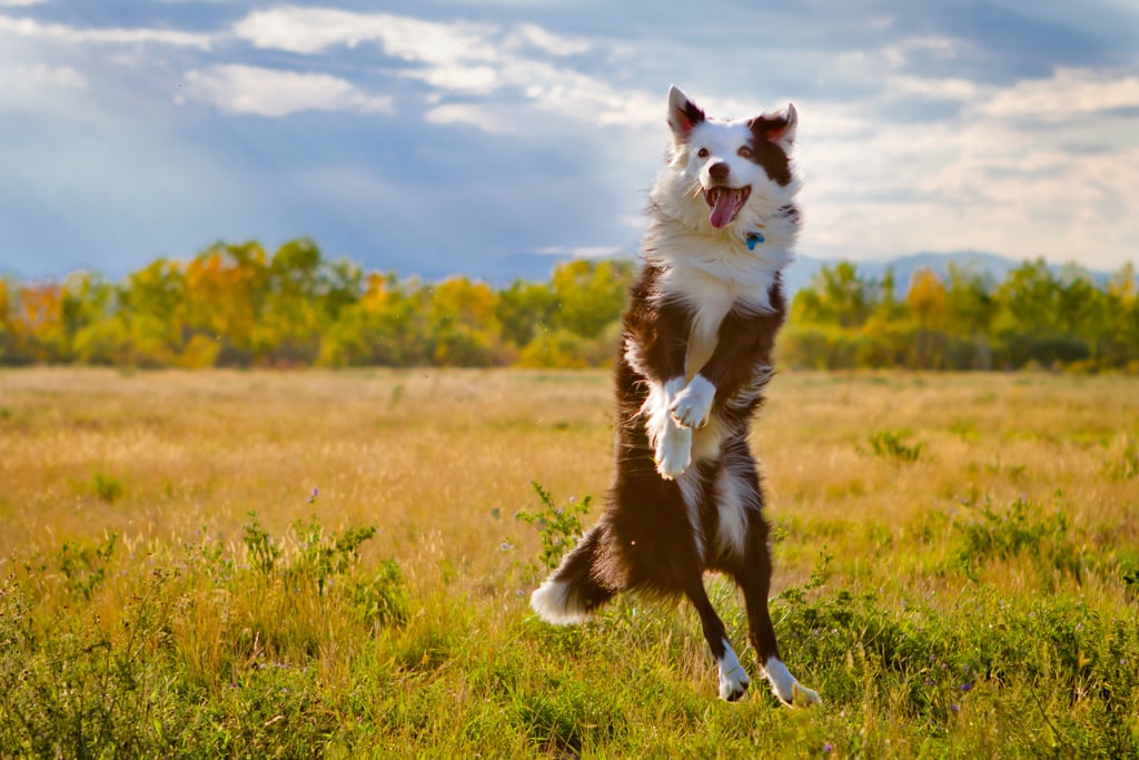 Cute Pictures of Border Collies