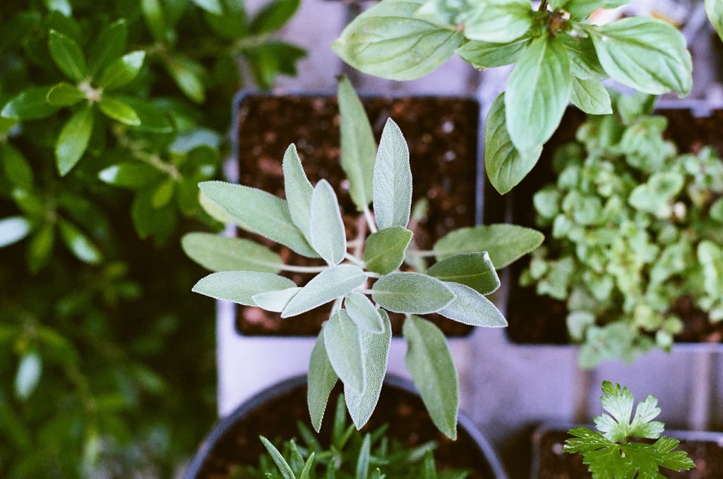 Herbs as a Defense
