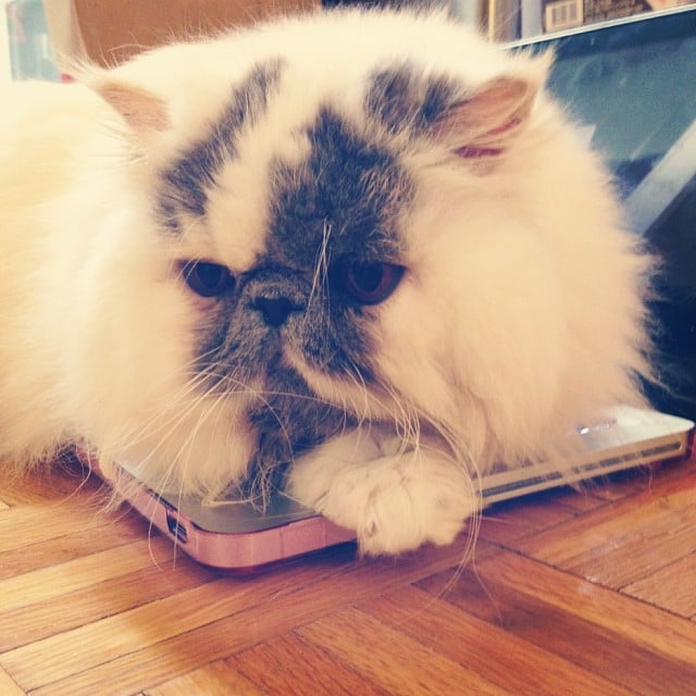 And get caught up with Smudge, the kitty that always looks adorable. 
Source: Instagram user smudgethekitty