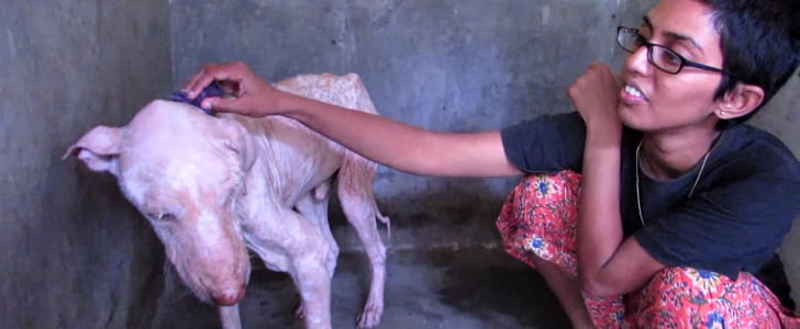 Street Dog Rescued in India | Video
