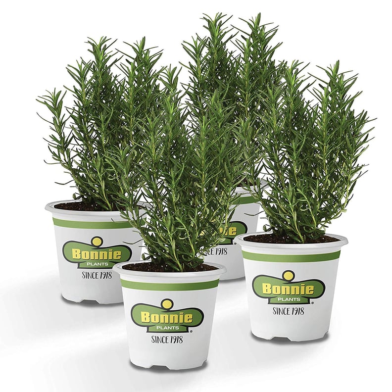 Rosemary Plant