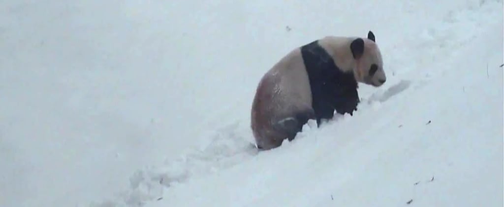 Panda in Snow at Toronto Zoo