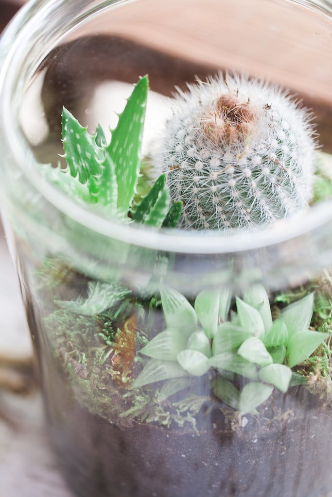 Guests drew inspiration for their own terrariums from the decor, which included beautiful glass jars filled with cacti and succulents.