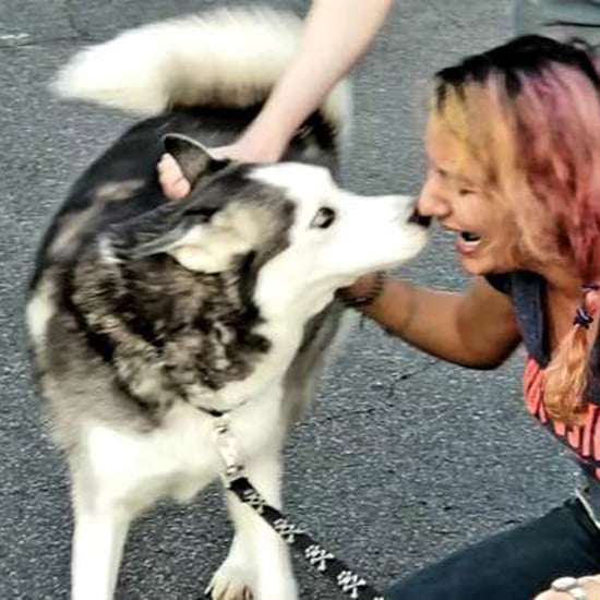 Woman Gets Husky Dog Back After He Was Stolen