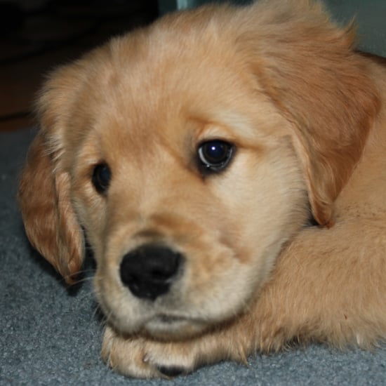 Golden Retriever GIFs