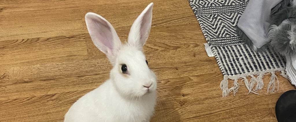 Is It Normal For Rabbits to Eat Their Own Poop?