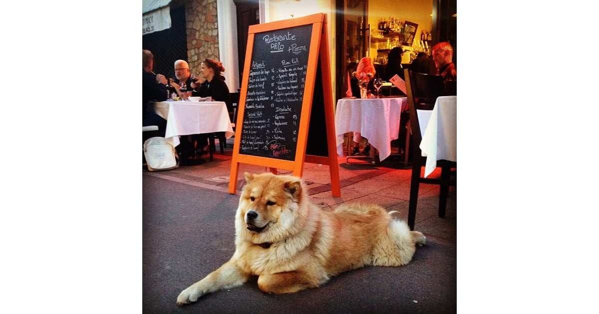Coco the Chow Chow, a fixture in her Cannes neighborhood, made 2014