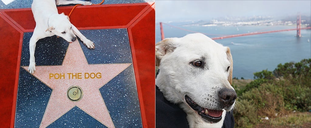 Poh the Dog Cross-Country Road Trip