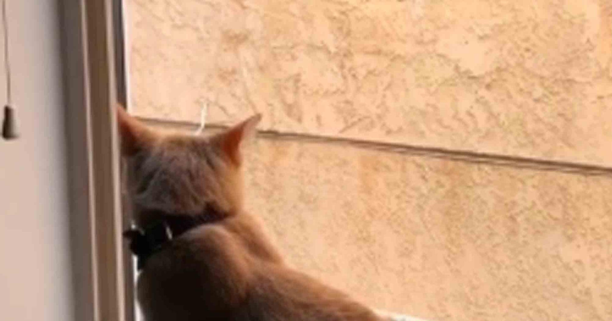 Cats in a Long-Distance Relationship | PS UK Parenting