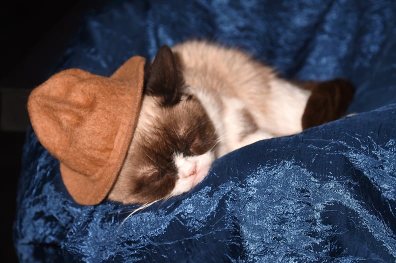 Most Apathetic Guest in a Sleeping Role: Grumpy Cat