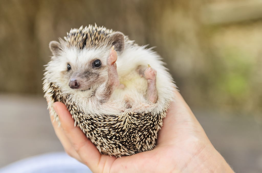 Hedgehogs Are Not Legal Pets In Every State