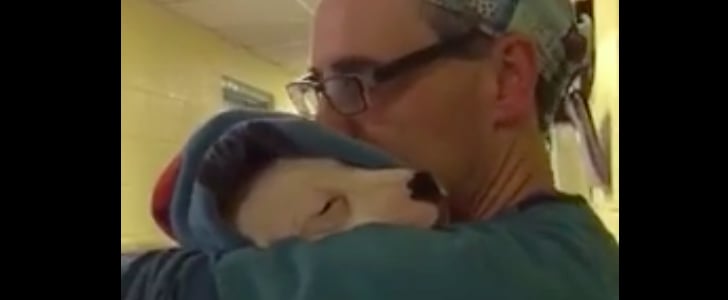 Veterinarian Assistant Comforting Dog After Surgery | Video