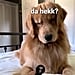 Video of a Golden Retriever Dog Reacting to a Hair Clip