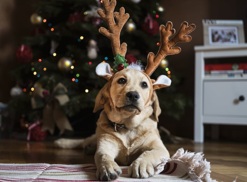 A Good Golden Boy