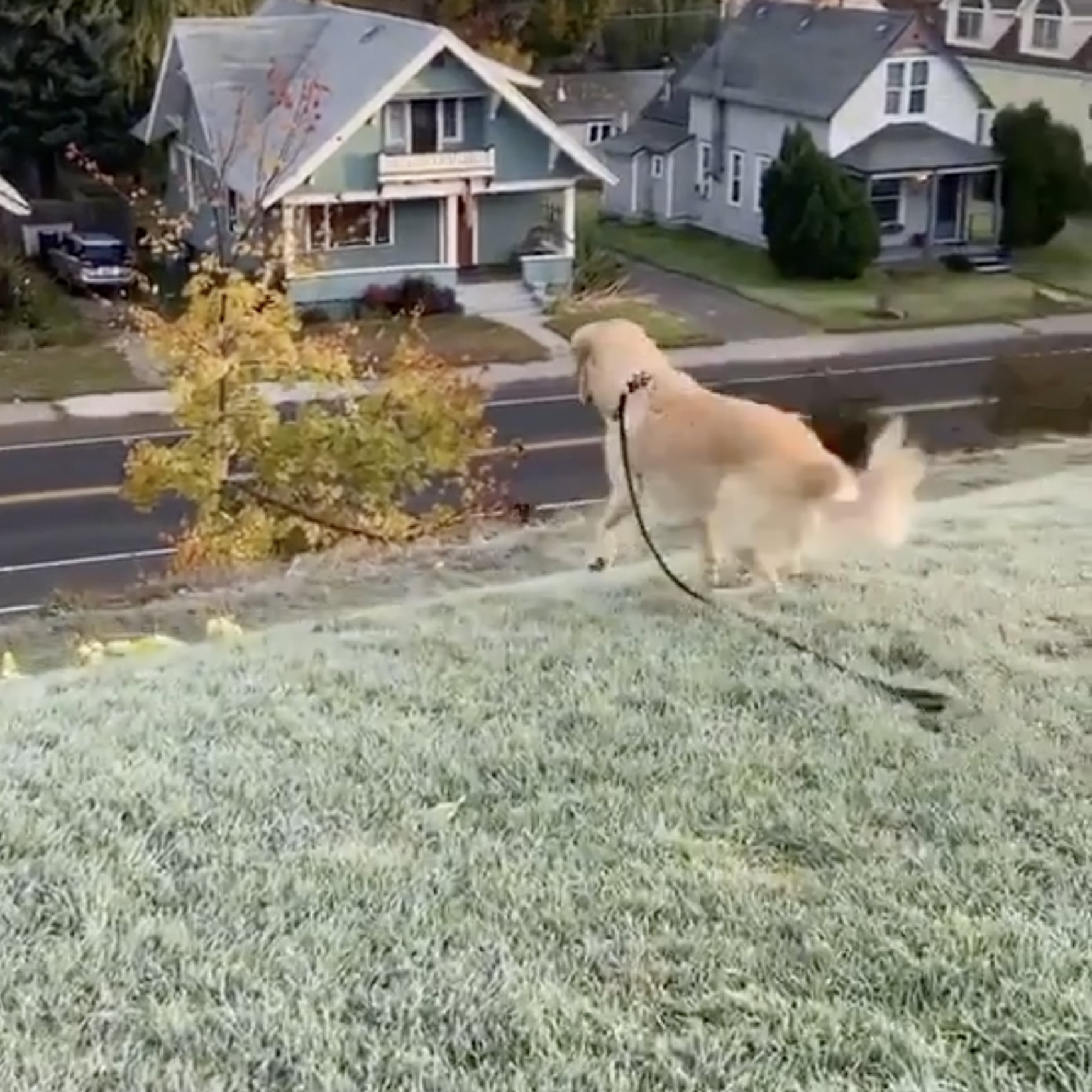 Video of Golden Retriever Puppy Going Down a Slide