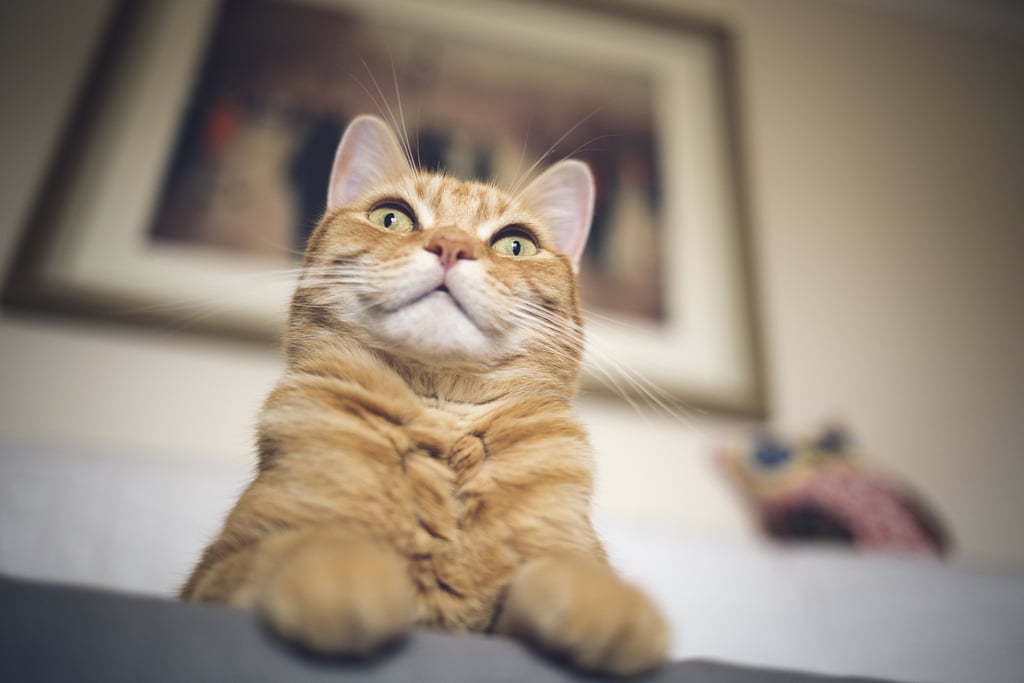 Funny Photos of Evil Cats Funny Photos of Evil Cats