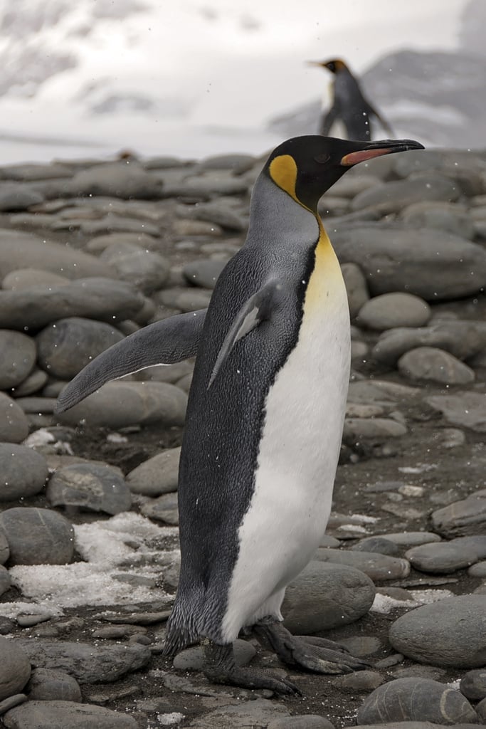 Antarctica King Penguins