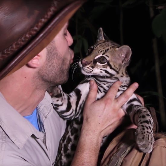Coyote Peterson Plays With Wild Ocelot | Video