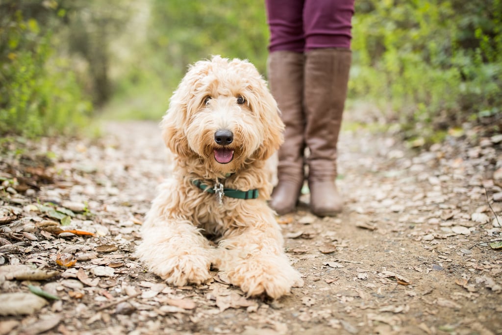 Cute Pictures of Labradoodles