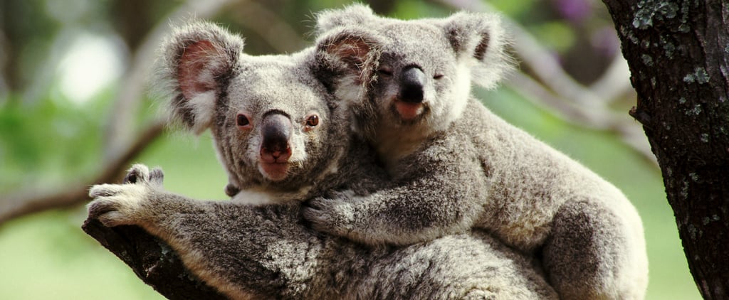 What Is Koala Parenting, a Not-So-New Parenting Philosophy?