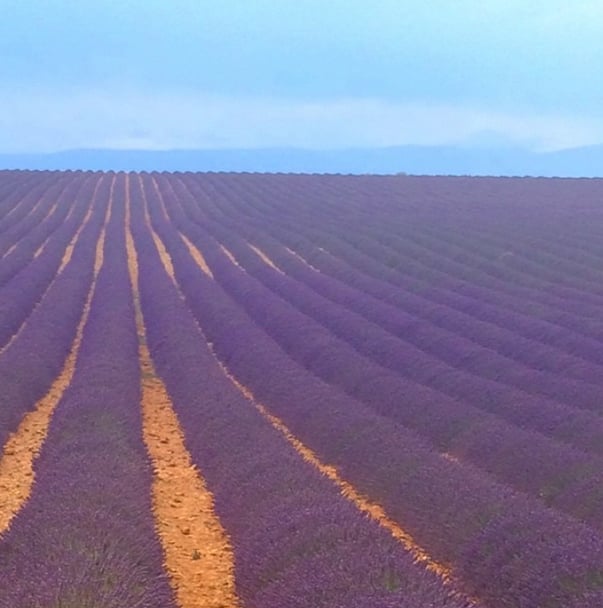 The Lavender Fields