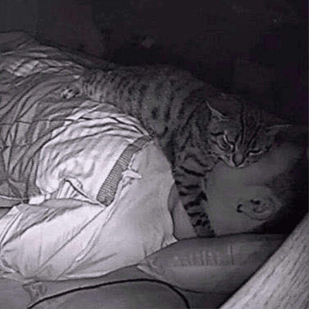 Photos Of Cat Sitting On Owner S Chest Popsugar Pets