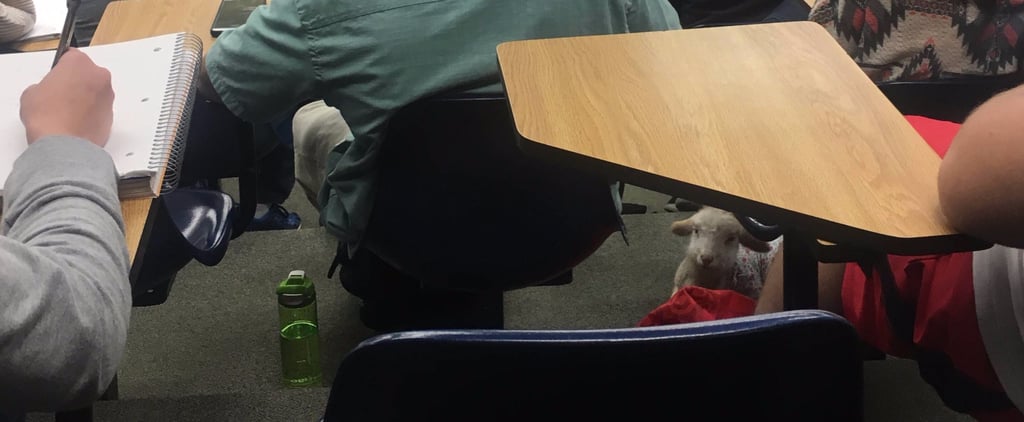 Pet Lamb in Classroom
