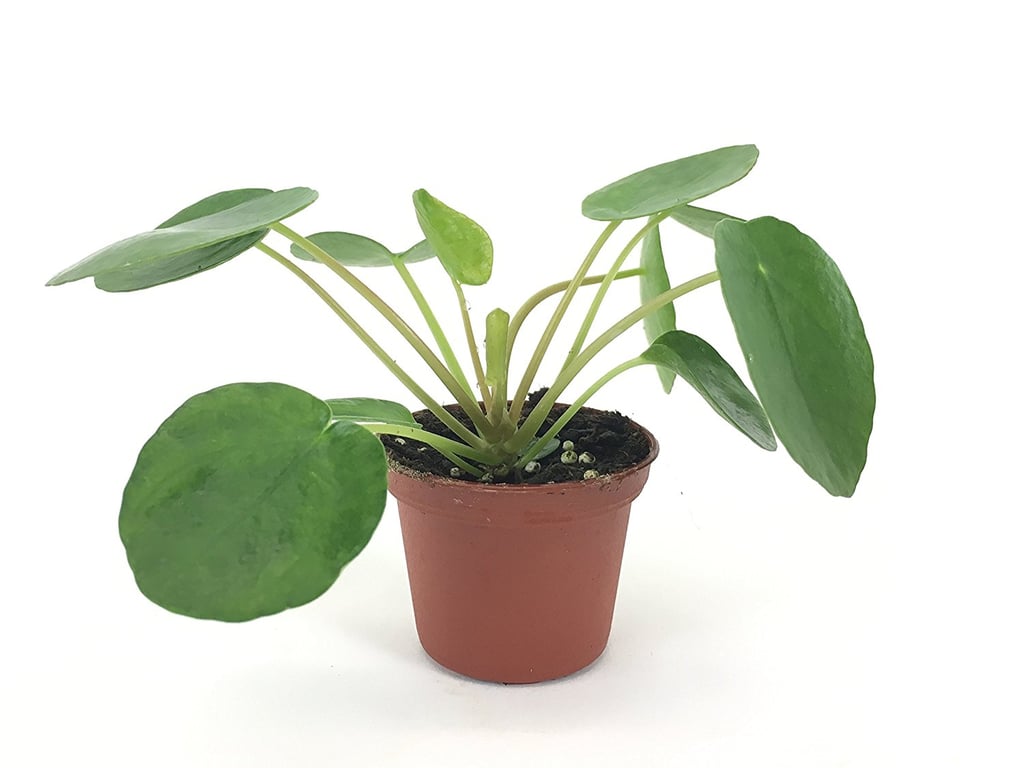 Pilea Peperomioides Plant