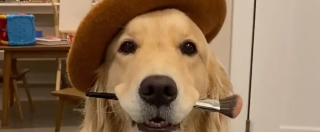 TikTok's Dog Painting Challenge | Funny Videos