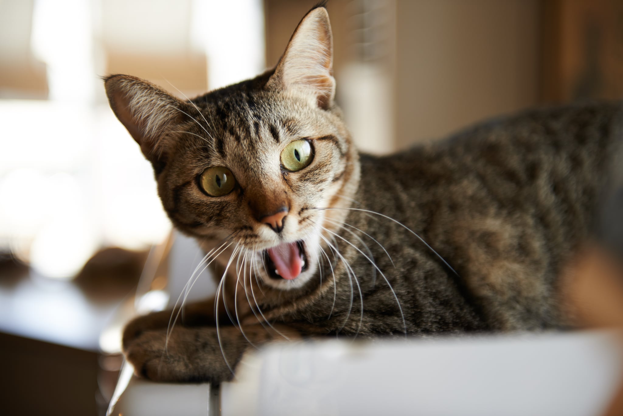 Why Does My Cat Cough and Not Bring Up a Hairball? | POPSUGAR Pets